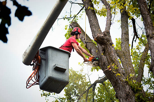 Reliable Kenilworth, PA  Tree Services Solutions